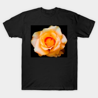 Yellow white rose blossom with orange center T-Shirt